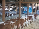 AG du syndicat montbéliard de Haute-Loire AG du syndicat montbéliard de Haute-Loire