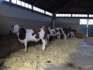 Chantier photo, shooting des taureaux Umotest Chantier photo, shooting des taureaux Umotest