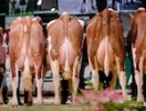 Expo Umotest 2015, le lot Epona Expo Umotest 2015, le lot Epona