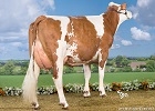 Expo Umotest, INDEX, fille de Felindra s'impose Expo Umotest, INDEX, fille de Felindra s'impose
