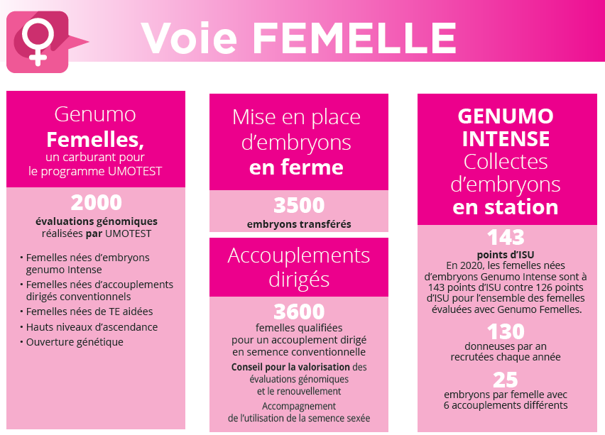 schéma de la sélection de la voie femelle schéma pour la sélection de la voie femelle Montbéliarde par Umotest