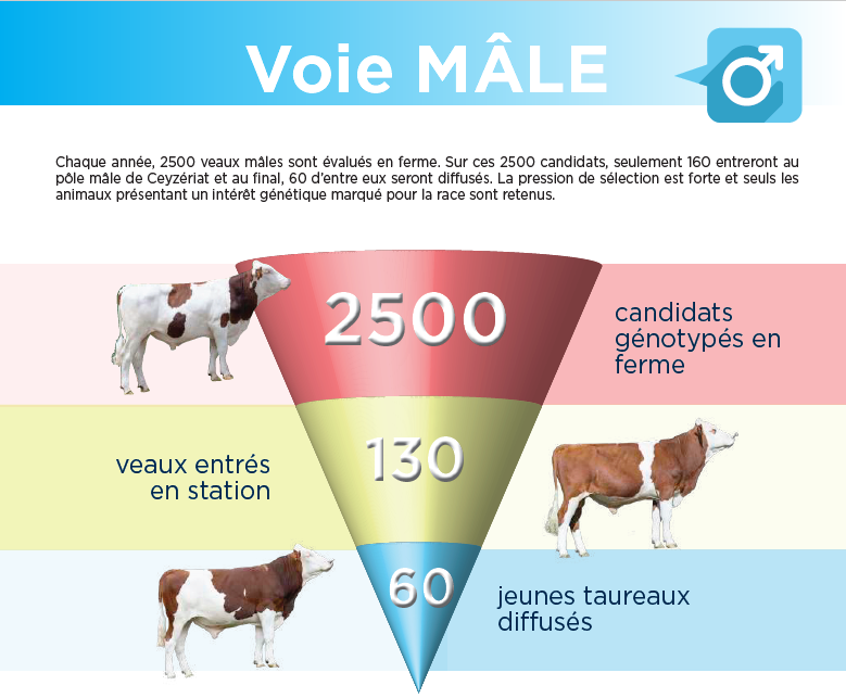 schéma pour la sélection de la voie mâle schéma pour la sélection de la voie mâle Montbéliarde par Umotest
