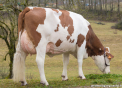 RODELICE RODELICE