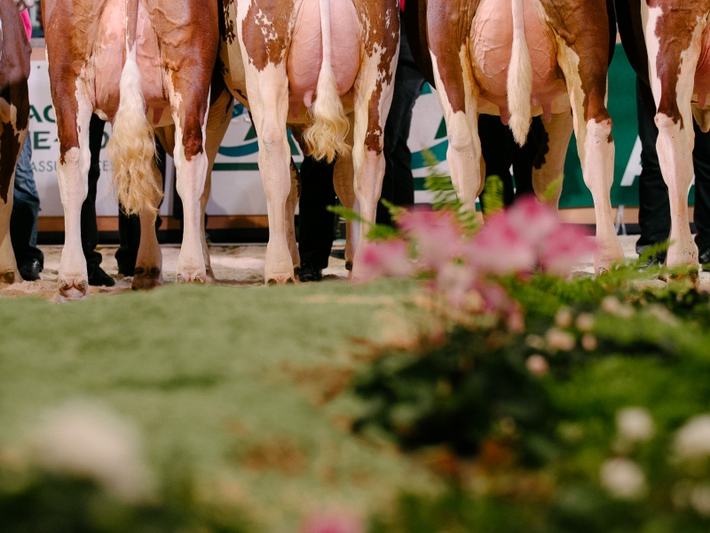 EPONA