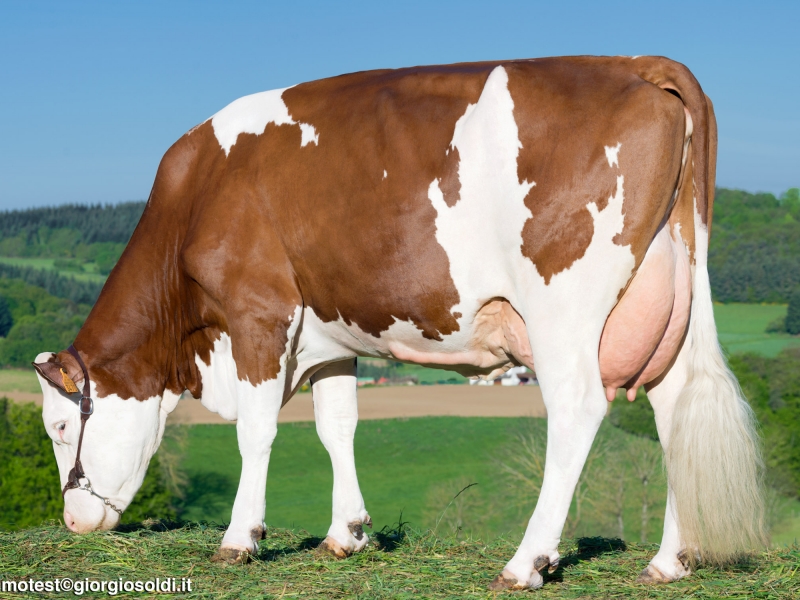 GIGANT GIGANT