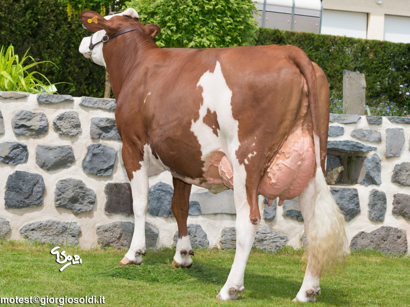 HELUX